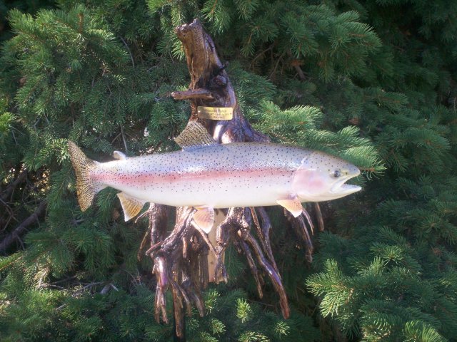 Rainbow trout