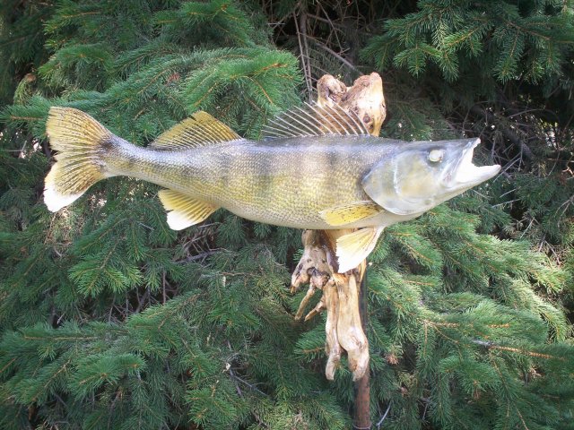 walleye