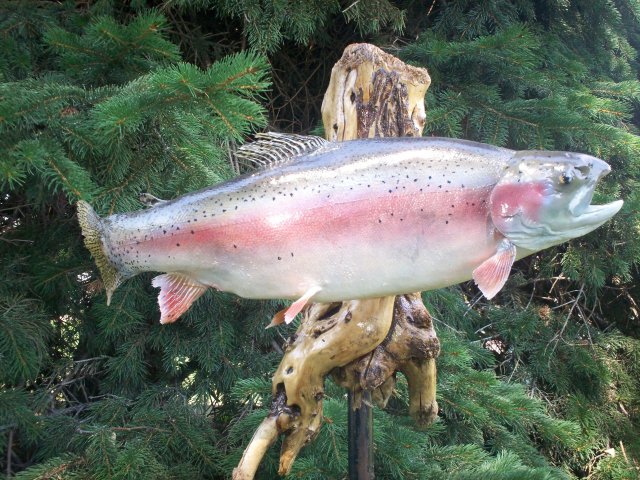 Rainbow trout