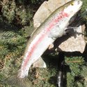 Rainbow Trout
