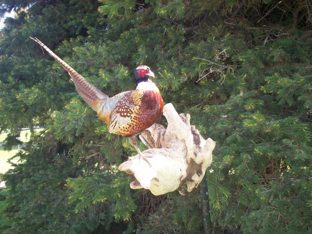 Pheasant