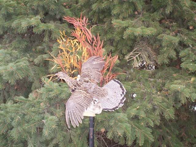 Ruffed Grouse
