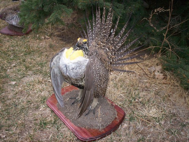 sage grouse