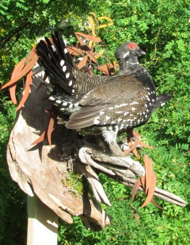 Spruce Grouse