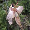 Ringneck pheasant