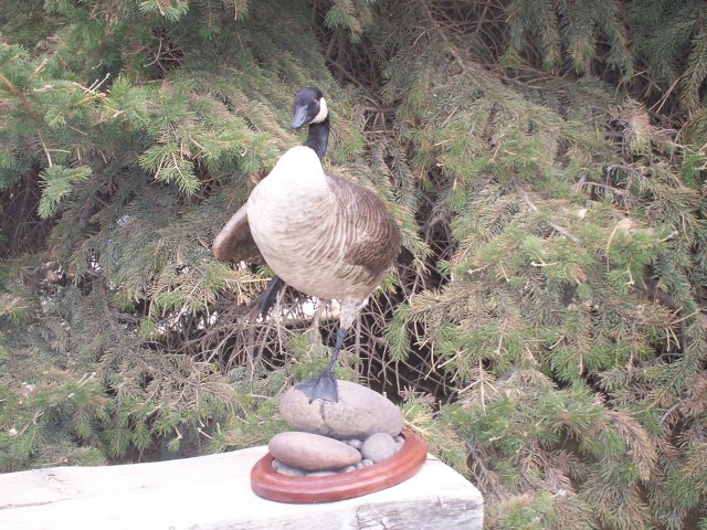 Canada Goose