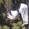 Hooded merganser