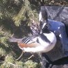 Hooded merganser
