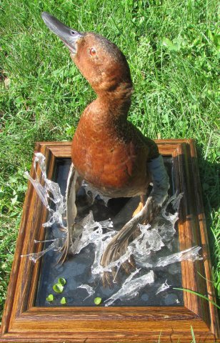 Cinnamon teal