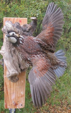 Bobwhite quail