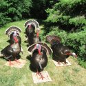 Turkeys